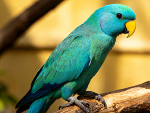 蓝羽鹦鹉栖息于枝头