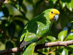 绿鹦鹉栖息枝头