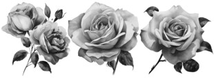 黑白玫瑰花卉图案