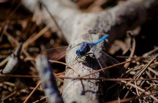 蓝色昆虫栖息于枯枝间