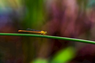 草尖上的小蜻蜓