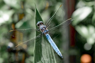 蓝蜻蜓停驻绿叶之上
