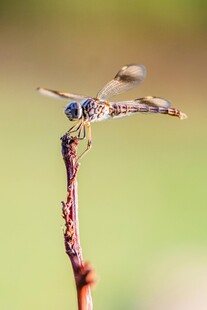 停在枝头的美丽蜻蜓