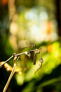 枝头停歇的精致小蜻蜓