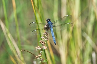 蓝蜻蜓停驻于翠绿草茎