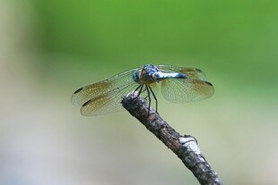 停在枝头的美丽蓝蜻蜓