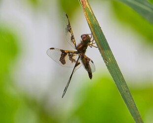 栖息于草茎上的蜻蜓