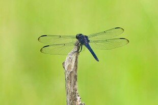 停在枝头的黑蜻蜓