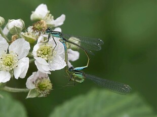 双蜻蜓栖于白色花朵上