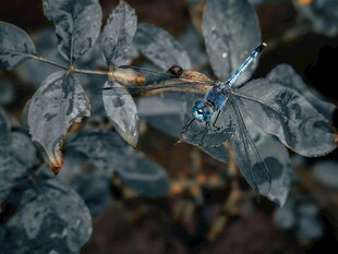 带露珠的深灰叶片植物
