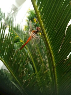 绿叶间的艳丽昆虫