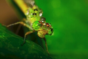 翠绿蜻蜓特写