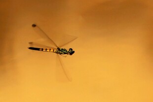 空中飞舞的黑黄相间蜻蜓