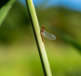 草茎上的红蜻蜓