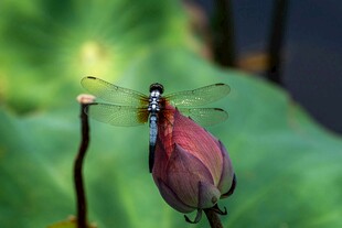 蜻蜓停驻于娇艳荷花之上