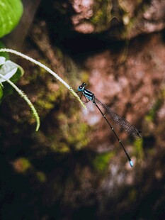 溪边蓝蜻蜓特写