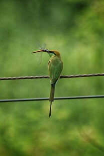 绿羽小鸟栖于电线上