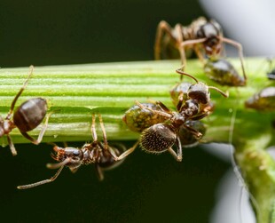 蚂蚁聚集在绿色植物茎上