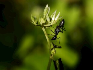 绿叶上的蚂蚁特写