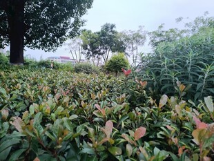 绿意盎然的植物景观