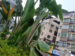 路边绿植与多层居民楼