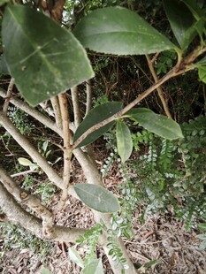 茂密绿植下的植物根茎