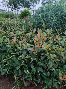 绿叶繁茂的植物景观