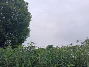 野外葱郁草木与天空景象
