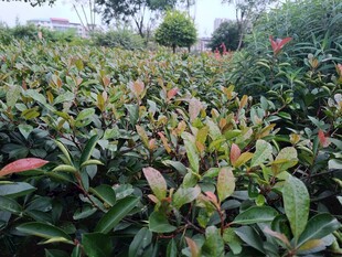 多彩叶片的植物景观