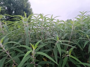 野外繁茂的绿色植物