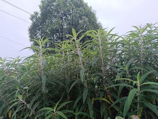 茂盛的绿色植物景观