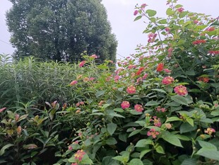 繁花绿叶间的自然景致