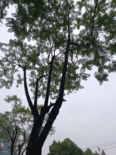 天空下的繁茂树木