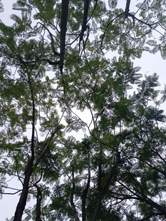 仰视茂密树林树冠景象