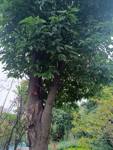 茂盛大树屹立于绿意间