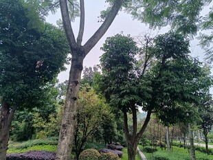 绿意盎然的公园树木景观