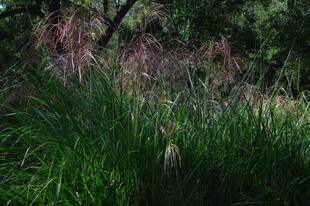 芒草  