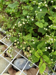 绿叶间的白色小花与石块