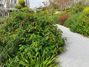 花园小径旁的繁茂绿植