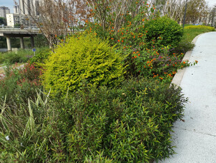 花园小径旁的多彩绿植