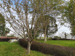 公园内的树木与绿地景观