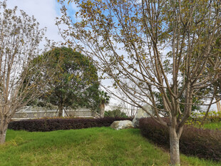 公园内的树木与草地景观