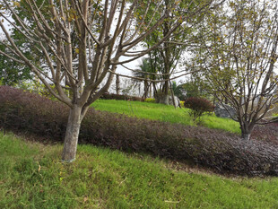 户外绿意盎然的树木景观