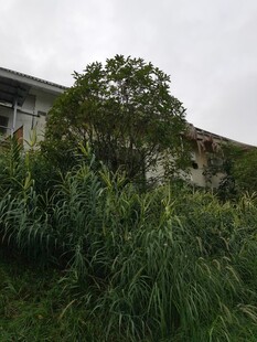 荒废建筑旁的繁茂绿植