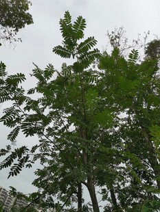 绿叶繁茂的树木