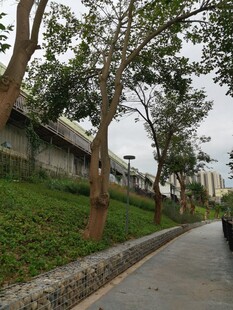 城市林荫小道景观