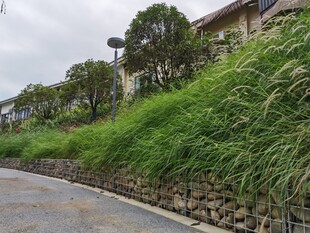 路边绿意盎然的植被景观