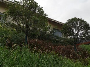 庭院绿植环绕的房屋一角