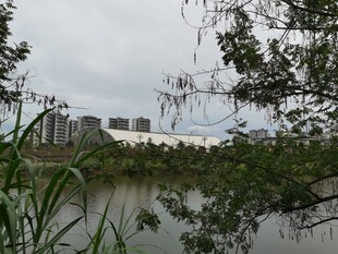 湖畔绿植与远处城市景观