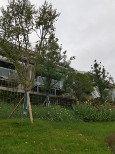 户外庭院绿植景观